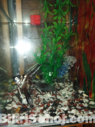 fish aqurium for sell